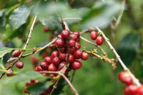 The Evolving Tastes of Vietnamese Coffee: Part Two