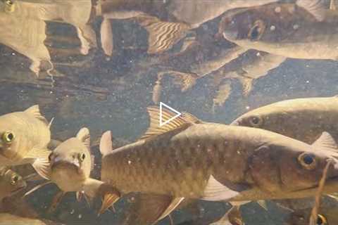 ‘Most Hated Fish in America’ Gets New Name