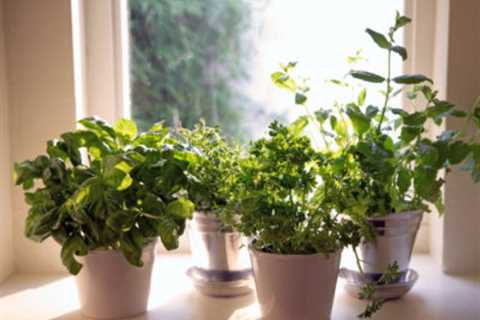 Growing Herbs Indoors