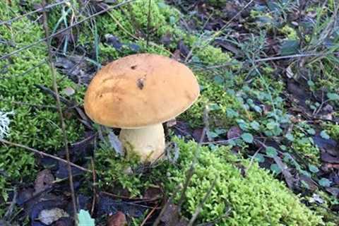 From Forest to Kitchen: Identification &amp; Exciting Recipes for Bolete and Saffron Milk Cap..
