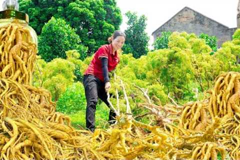 Harvest Polyscias Fruticosa is a thousand years old - Processing herbs &amp; Polyscias fruticosa..