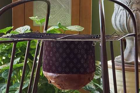 A Tip for Home Panettone/Colomba Bakers